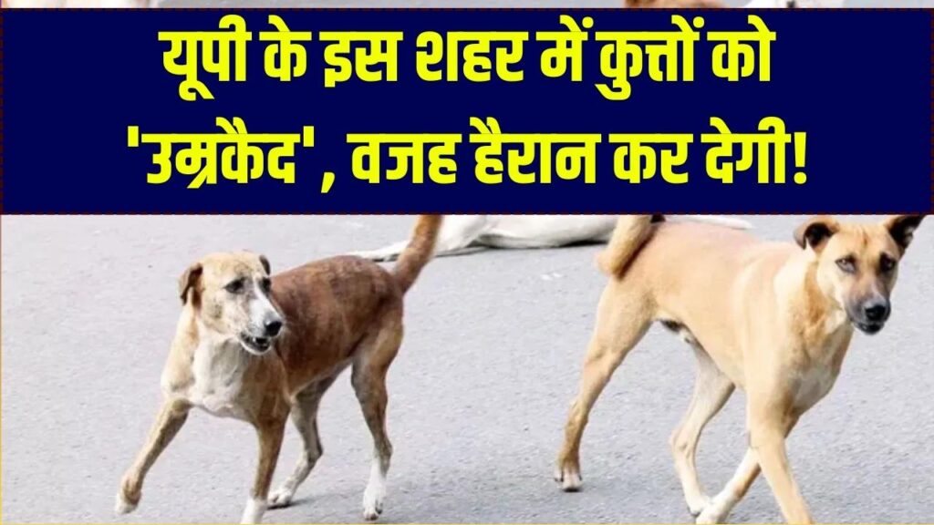 यूपी के इस शहर में कुत्तों को मिली 'उम्रकैद'! आखिर क्या था वो खौफनाक जुर्म जिसके लिए मिली इतनी सख्त सजा?