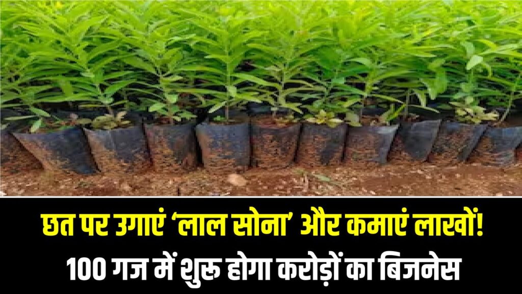 छत पर उगाएं ‘लाल सोना’ और कमाएं लाखों! 100 गज में शुरू होगा करोड़ों का बिजनेस