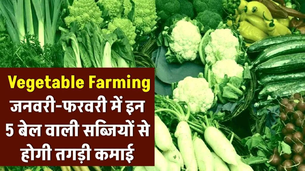 Vegetable Farming Tips: जनवरी–फरवरी में इन 5 बेल वाली सब्जियों की खेती से तगड़ी कमाई, 60 दिन में तैयार फसल